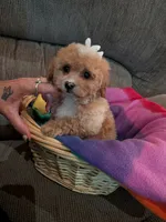 Peggy, a male Cavapoo and Poodle - Toy  for sale in Kendall, WI – 3 of 3
