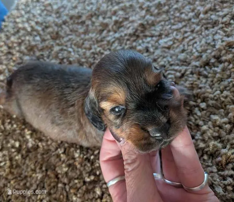 darcy – Miniature Dachshund puppy for sale in Kendall, WI