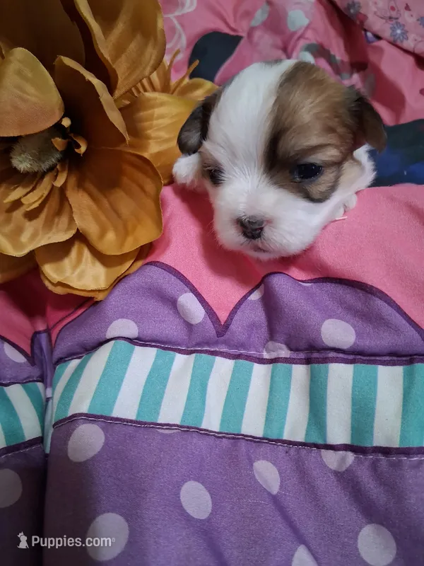 luna – Maltese puppy for sale in Tomah, WI
