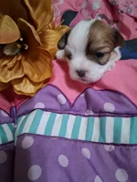 luna, a female Maltese for sale in Tomah, WI – 1 of 1