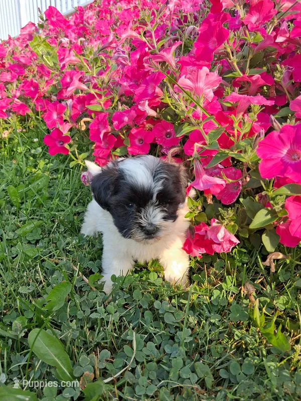 cupcake – Shih Tzu, Poodle - Toy  puppy for sale in Kendall, WI