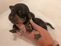 Dillion, a male Dachshund for sale in Kendall, WI – 1 of 2