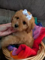 Pam, a male Cavapoo and Poodle - Toy  for sale in Kendall, WI – 2 of 2