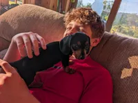 Rosie, a female Dachshund for sale in Tomah, WI – 4 of 4