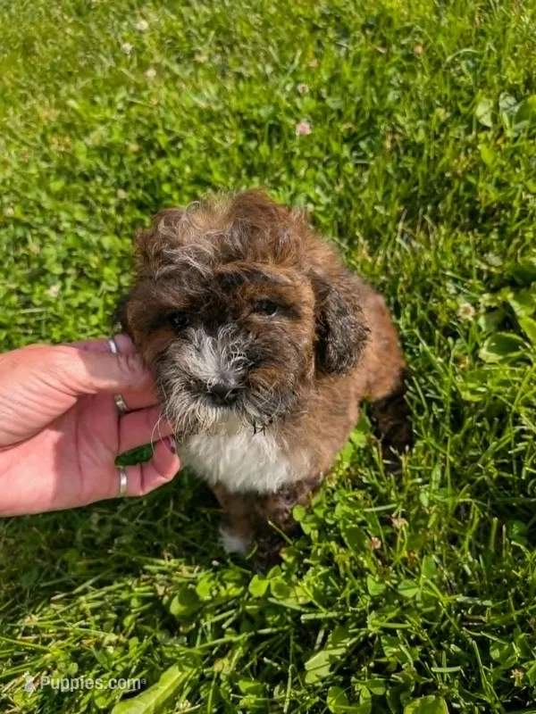 Remi  – Cavalier King Charles Spaniel, Poodle - Toy  puppy for sale in Tomah, WI