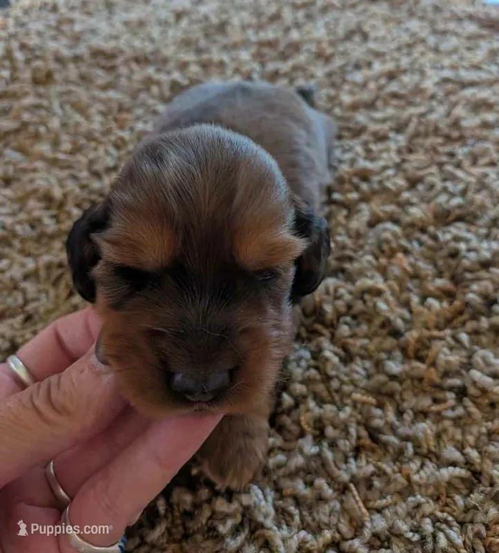 spunky  – Miniature Dachshund puppy for sale in Kendall, WI