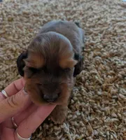 spunky , a female Miniature Dachshund for sale in Kendall, WI – 1 of 2