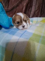 biscuit, a male Maltese for sale in Tomah, WI – 1 of 1