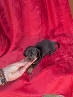 Spunky , a female Miniature Dachshund for sale in Tomah, WI – 3 of 3