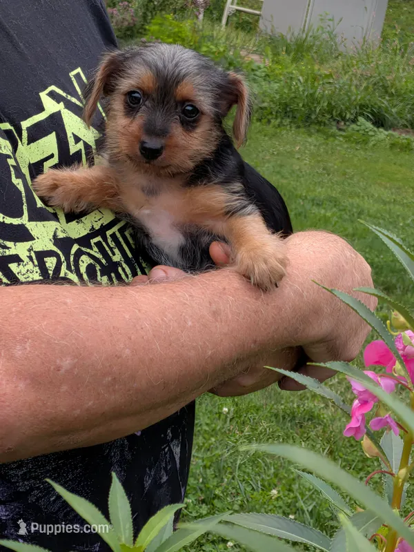 stomper – Yorkshire Terrier puppy for sale in Kendall, WI