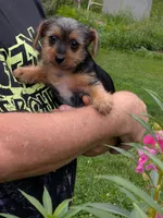 stomper, a male Yorkshire Terrier for sale in Kendall, WI – 1 of 3