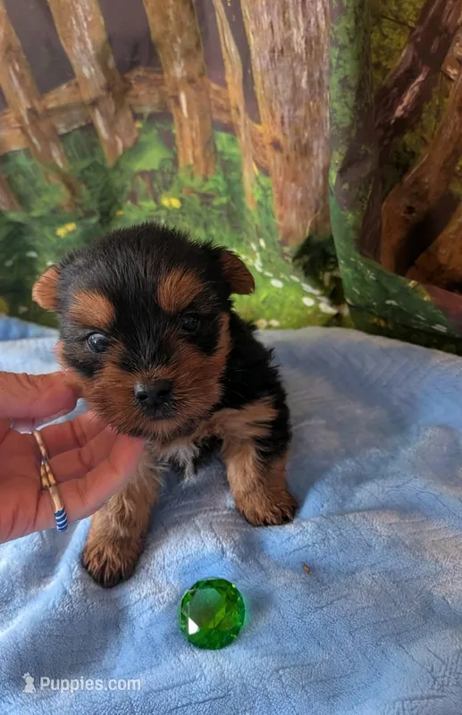 micky – Maltese, Yorkshire Terrier puppy for sale in Tomah, WI