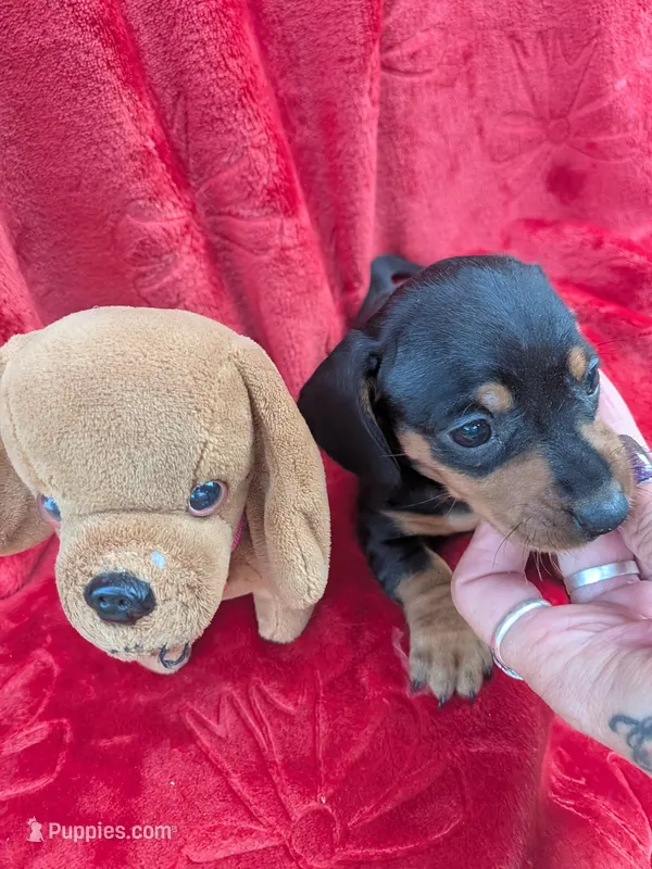 Maggie  – Miniature Dachshund puppy for sale in Kendall, WI