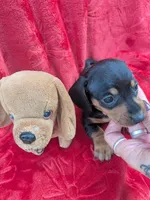 Maggie , a female Miniature Dachshund for sale in Tomah, WI – 2 of 3