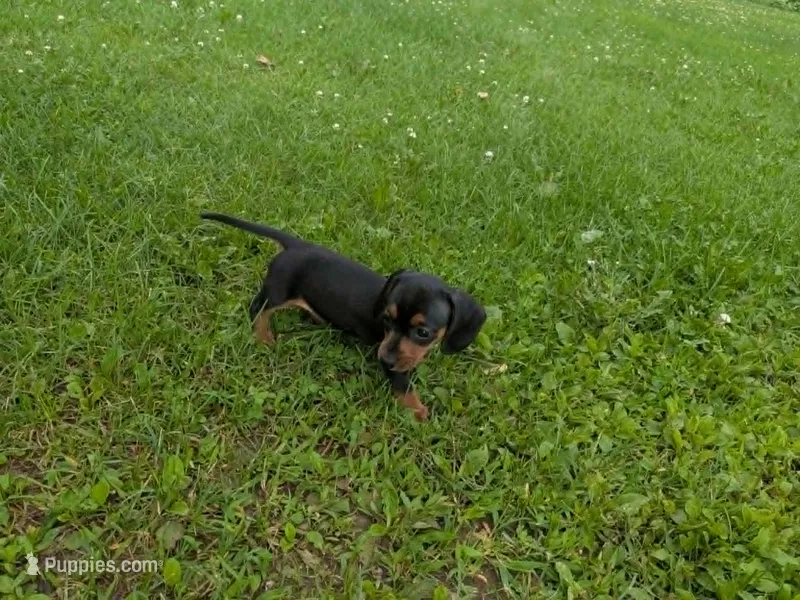 Rosie – Dachshund puppy for sale in Tomah, WI