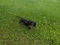 Rosie, a female Dachshund for sale in Tomah, WI – 1 of 4
