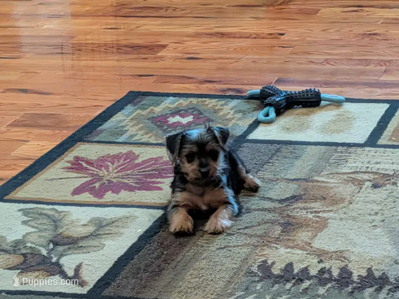 stomper – Yorkshire Terrier puppy for sale in Kendall, WI