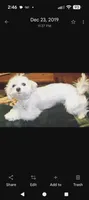 Peanut , a female Maltese for sale in Tomah, WI – 3 of 3