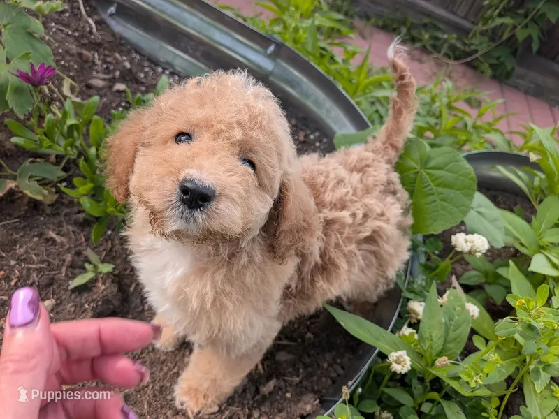 Bella – Cavalier King Charles Spaniel, Poodle - Toy  puppy for sale in Tomah, WI