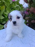 Rocky, a male Maltese and Shih Tzu for sale in Kendall, WI – 1 of 1