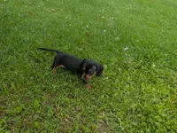 Rosie, a female Dachshund for sale in Tomah, WI – 2 of 4