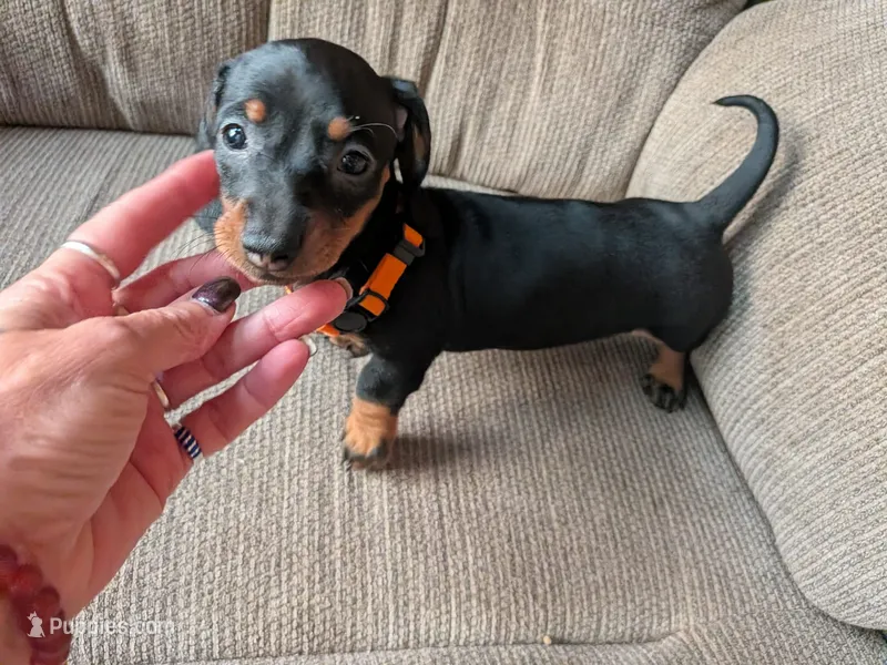 Maggie  – Miniature Dachshund puppy for sale in Kendall, WI