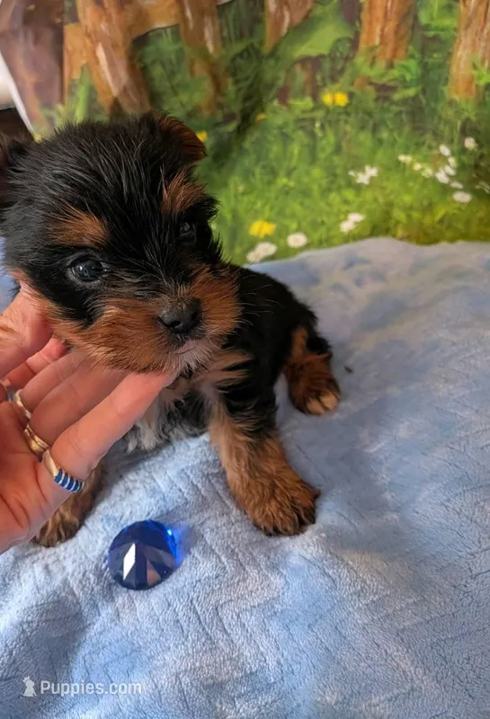 yoyo – Maltese, Yorkshire Terrier puppy for sale in Tomah, WI
