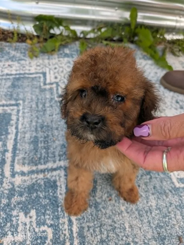 Gus – Cavalier King Charles Spaniel, Poodle - Toy  puppy for sale in Tomah, WI