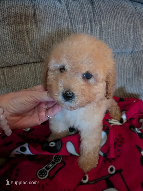 Sam – Cavapoo, Poodle - Toy  puppy for sale in Kendall, WI