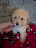 Sam, a male Cavapoo and Poodle - Toy  for sale in Kendall, WI – 1 of 3