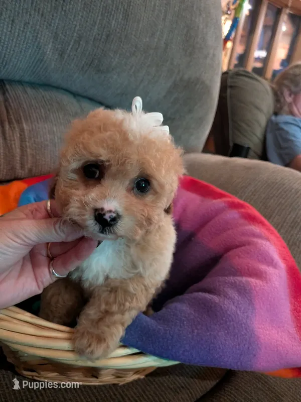 Peggy – Cavapoo, Poodle - Toy  puppy for sale in Kendall, WI