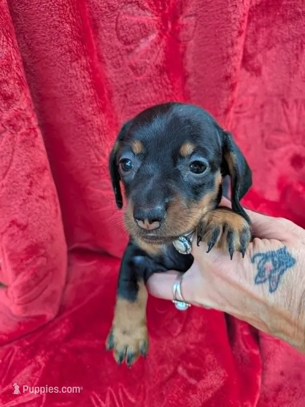 Maggie  – Miniature Dachshund puppy for sale in Tomah, WI