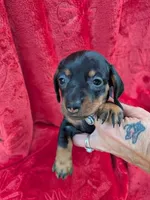 Maggie , a female Miniature Dachshund for sale in Tomah, WI – 1 of 3