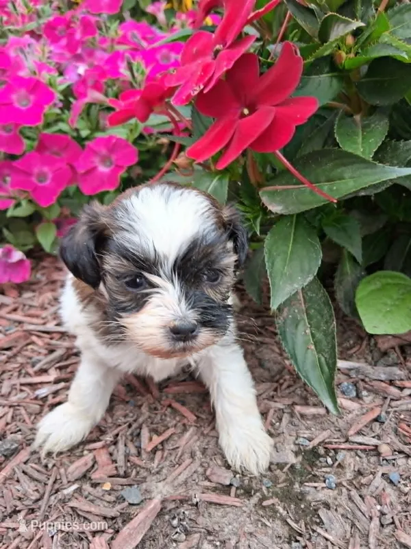 molly – Shih Tzu, Poodle - Toy  puppy for sale in Kendall, WI