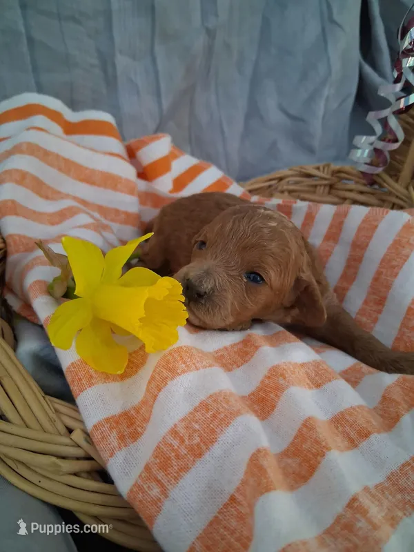 gabby – Cavapoo puppy for sale in Tomah, WI