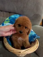 frize, a male Cavapoo and Poodle - Toy  for sale in Kendall, WI – 2 of 3
