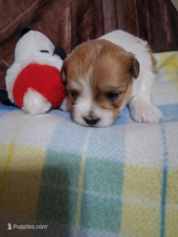 millo – Maltese, Shih Tzu puppy for sale in Tomah, WI