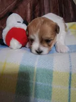 millo, a male Maltese and Shih Tzu for sale in Tomah, WI – 1 of 1