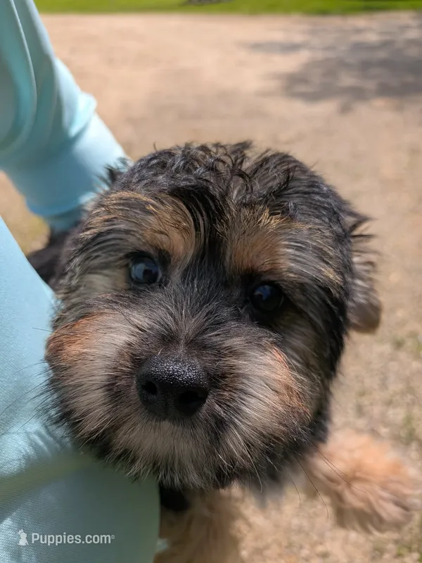 mork – Yorkshire Terrier puppy for sale in Tomah, WI