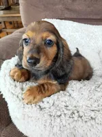 Dixxy, a female Dachshund for sale in Kendall, WI – 2 of 3