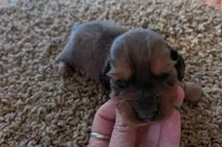 spunky , a female Miniature Dachshund for sale in Kendall, WI – 2 of 2