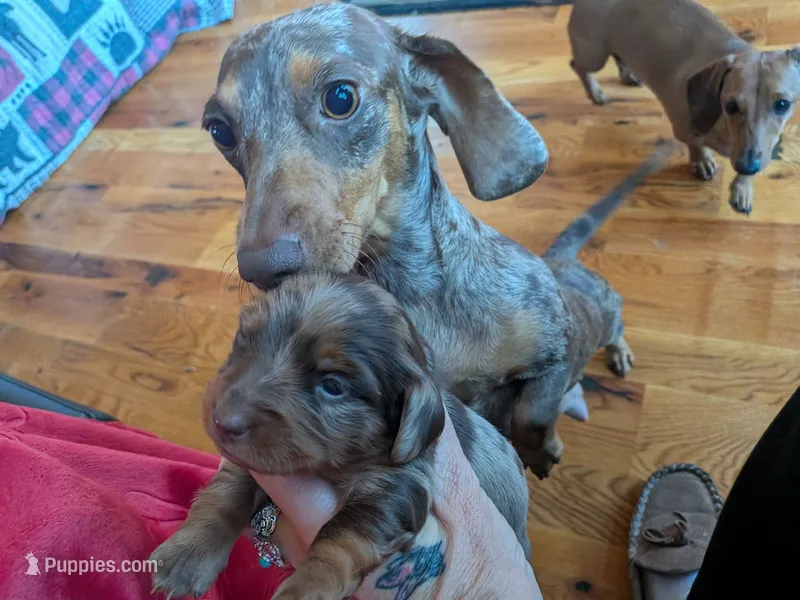 Daisy – Dachshund puppy for sale in Tomah, WI