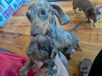 Daisy, a  Dachshund for sale in Tomah, WI – 1 of 1