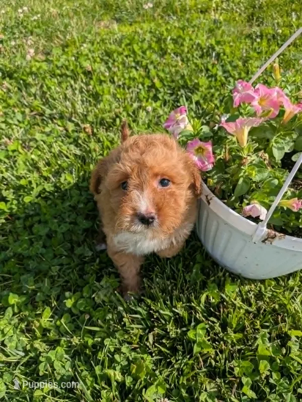 Lilly – Cavalier King Charles Spaniel, Poodle - Toy  puppy for sale in Tomah, WI