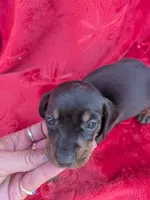 Spunky , a female Miniature Dachshund for sale in Tomah, WI – 2 of 3