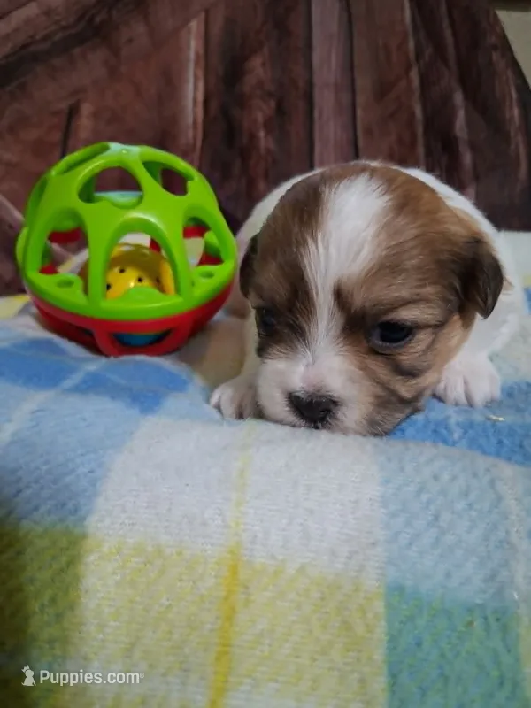 cooper – Maltese puppy for sale in Tomah, WI