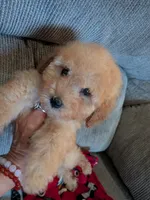 Sam, a male Cavapoo and Poodle - Toy  for sale in Kendall, WI – 3 of 3
