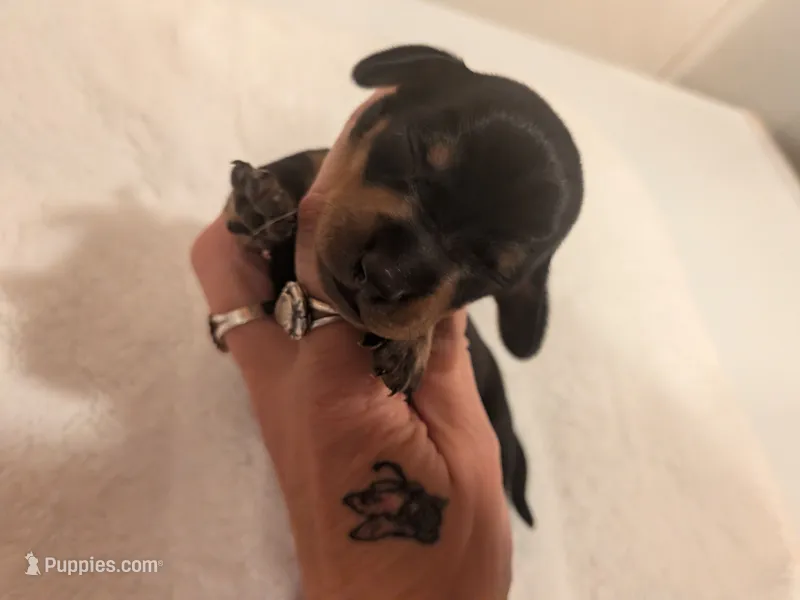 Oakley – Dachshund puppy for sale in Kendall, WI