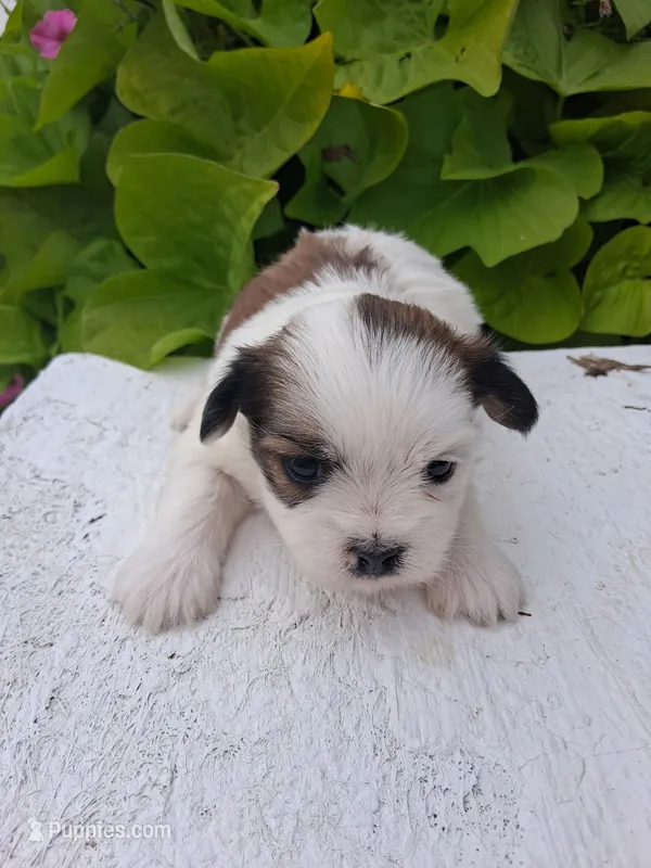 Rocky – Maltese, Shih Tzu puppy for sale in Kendall, WI