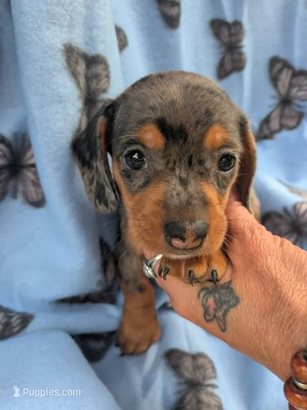 milo  – Miniature Dachshund puppy for sale in Kendall, WI